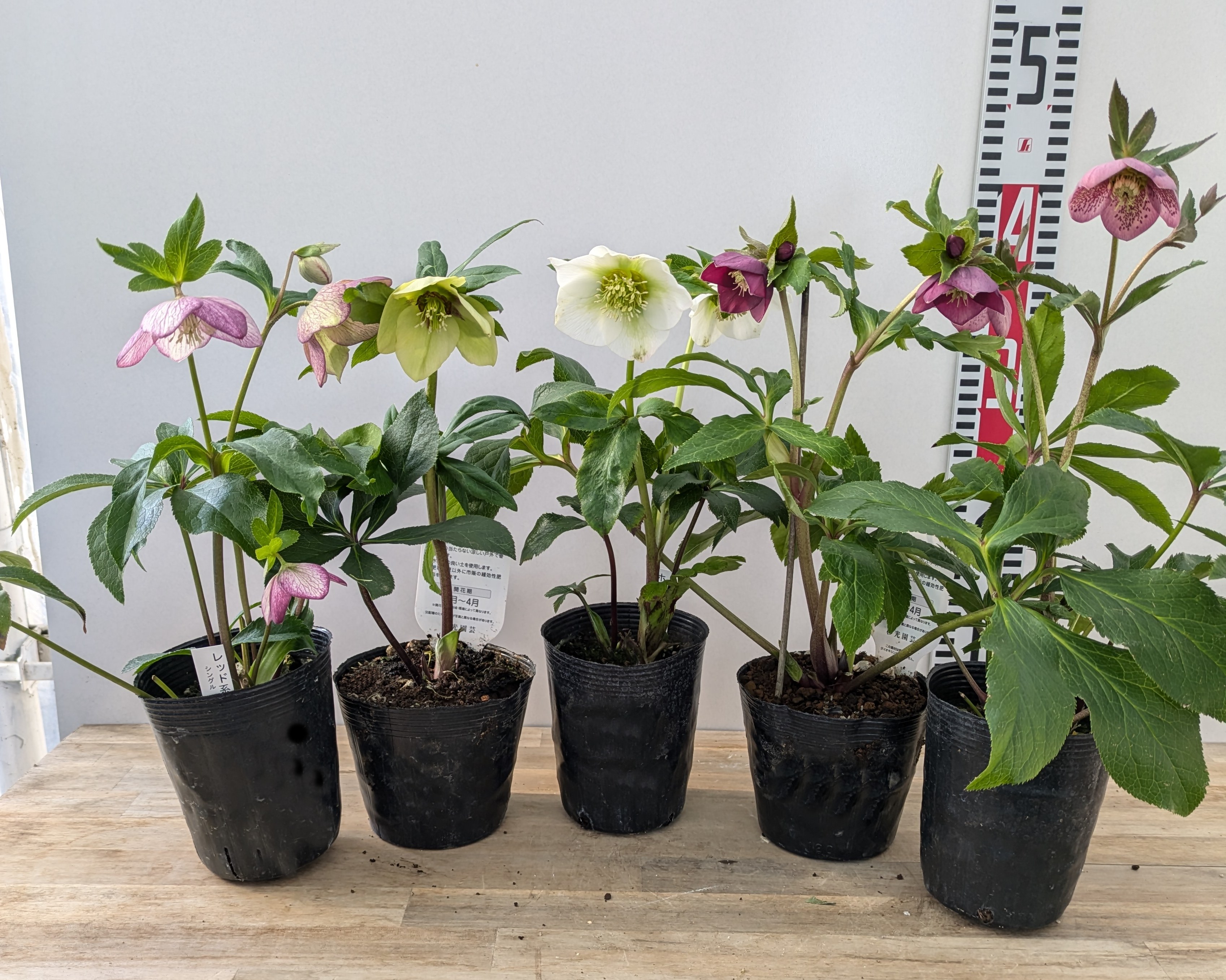 楽天市場】クリスマスローズ【八重開花株3株セット】4号以上【花色