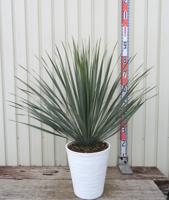 楽天市場】【現品発送】ユッカ リギダ 12号鉢植え H60cm【産直