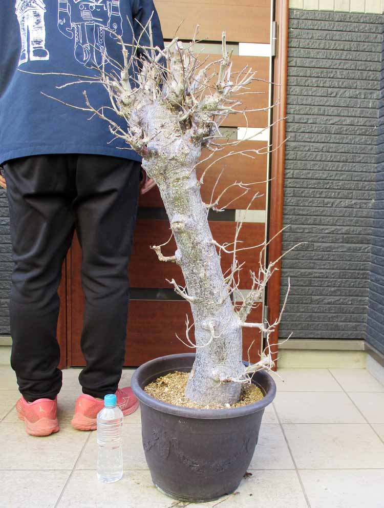 楽天市場】冬は落葉します。発根済【現品・現物】【盆栽】バオバブの木