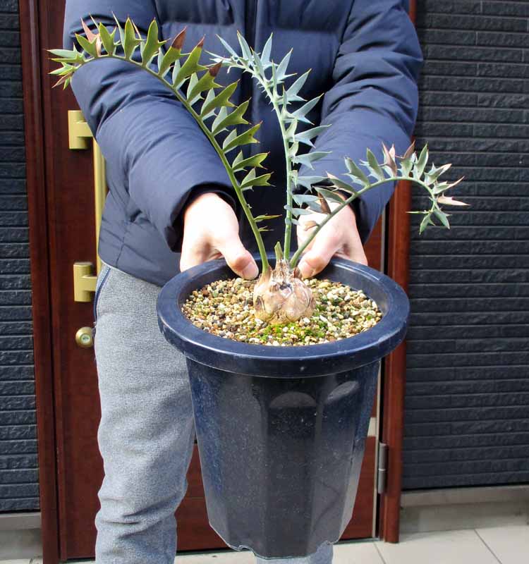 楽天市場】冬は落葉します。発根済【現品・現物】【盆栽】バオバブの木