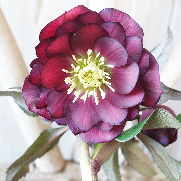 楽天市場】クリスマスローズ ダブル 開花株 グリーンチョコバイカラー