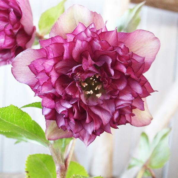 楽天市場】クリスマスローズ ダブル 開花株 多弁ピンクグラデーション