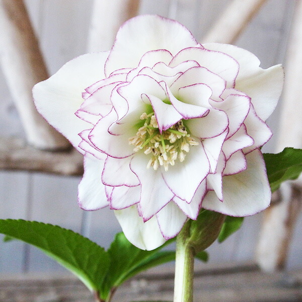 楽天市場】クリスマスローズ ダブル 開花株 ピンクピコティ 4.5号 現品