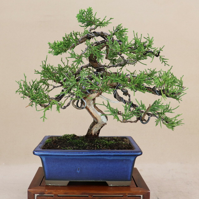 楽天市場】糸魚川真柏 小品サイズ盆栽（素材）プラ鉢【いよじ園