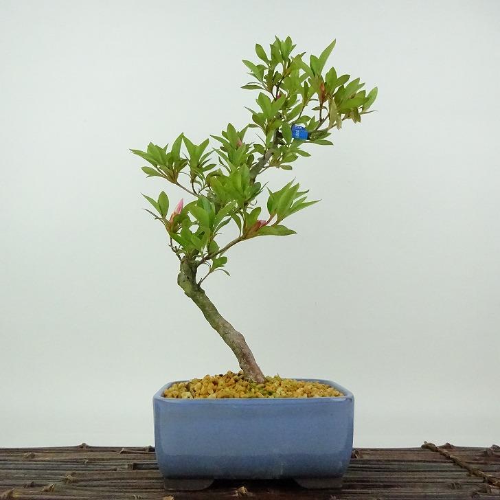楽天市場】盆栽 皐月 神鏡 樹高 約30cm さつき Rhododendron indicum