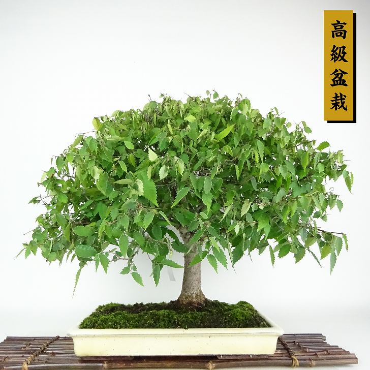 楽天市場】盆栽 欅 樹高 約45cm けやき Zelkova serrata ケヤキ 紅葉