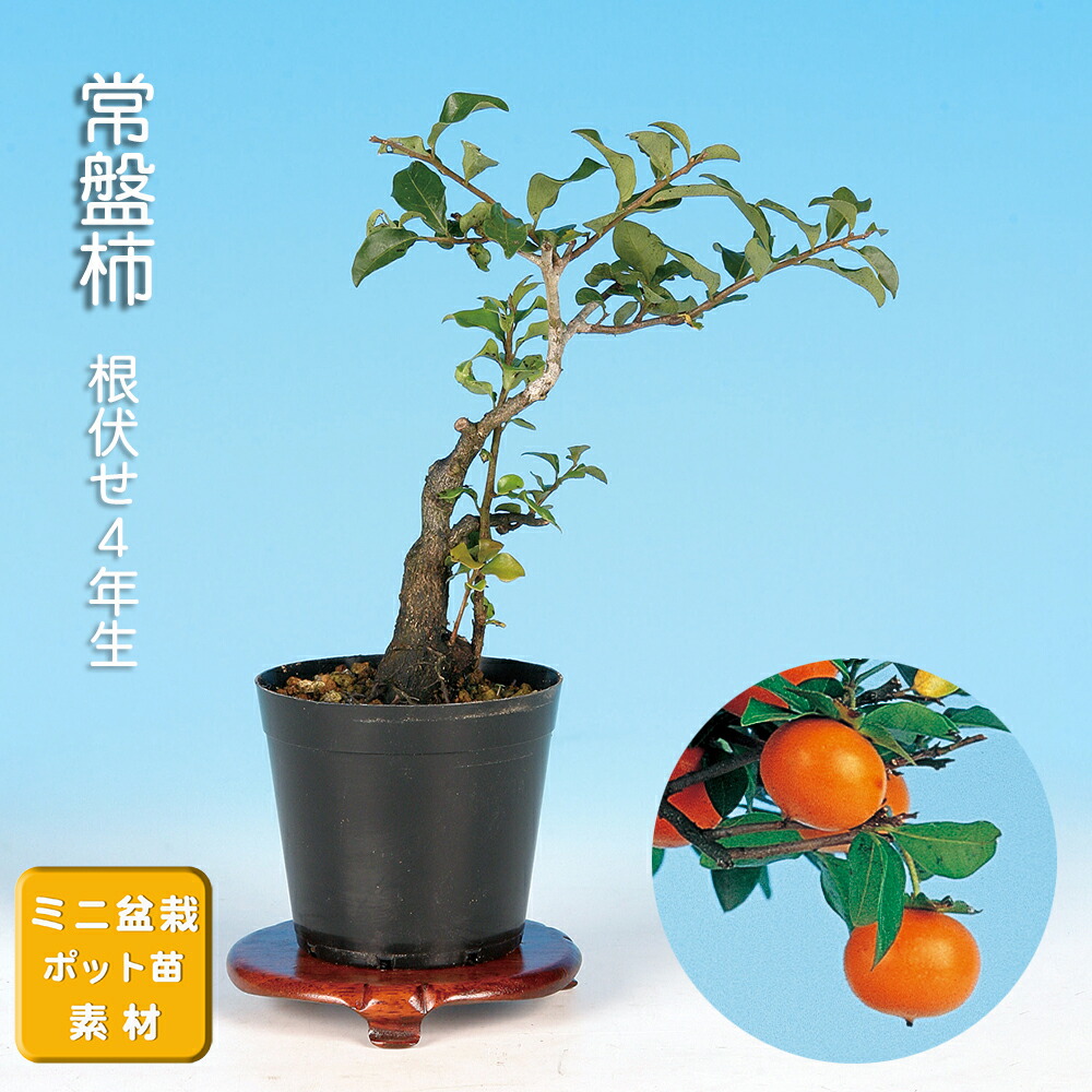 楽天市場】盆栽 老爺柿 雄木 ロウヤガキ ローヤ柿 小品盆栽 ミニ盆栽