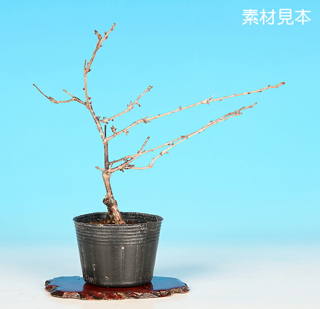 楽天市場】ミニ盆栽 「富士桜（しだれ）」 サクラ さくら sakura 桜