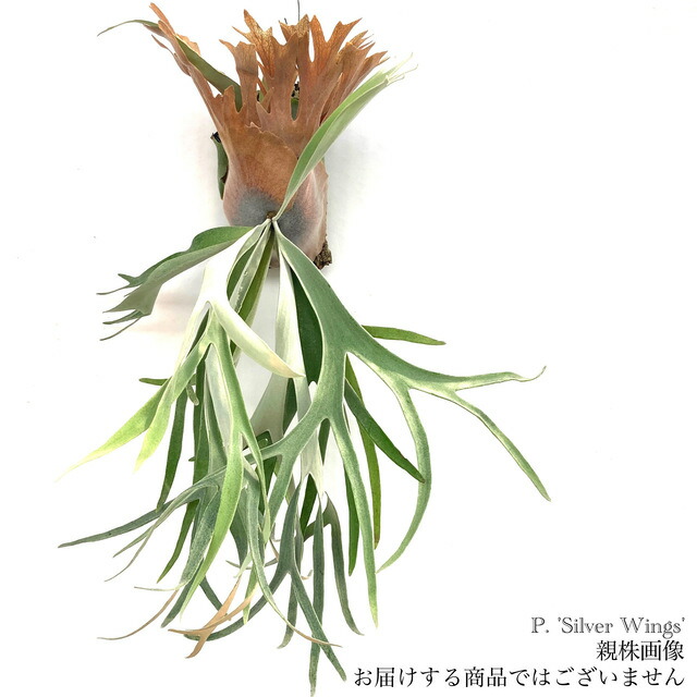 楽天市場】(現品) ビカクシダ ビーチー 'アーバンリバー' (spore) (No