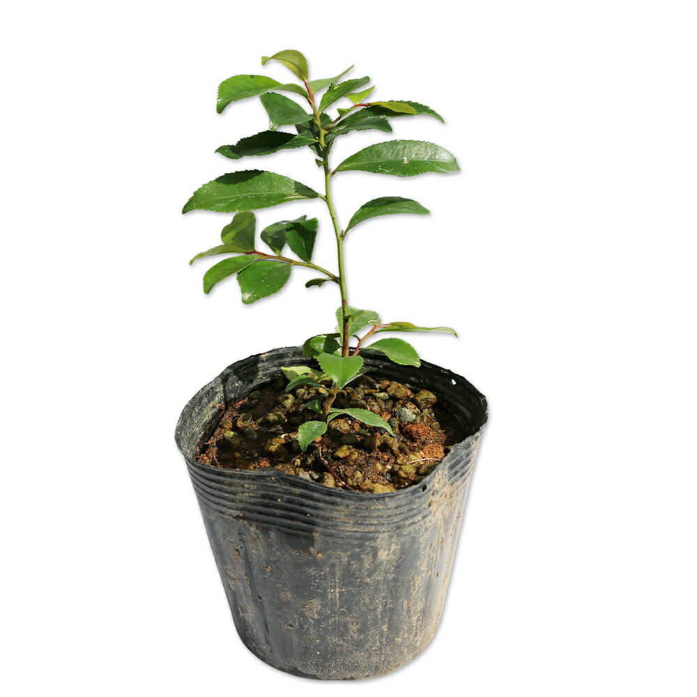 楽天市場】和三盆 サトウキビ （ 竹糖 ） 10.5cmポット苗 : 花と緑の