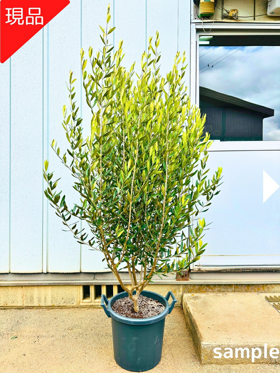 楽天市場】【現品発送】ブルーブッシュ アカシア 10号 1.8-2.2m(鉢底