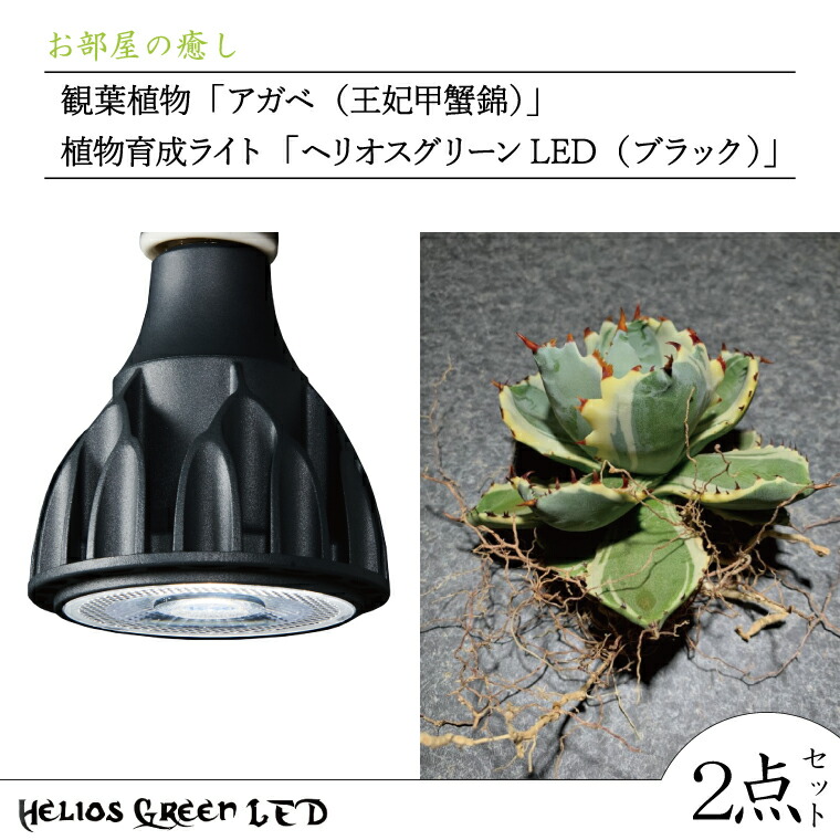 楽天市場】植物用 ライト LED 植物 育成 育成ライト 高性能 植物育成