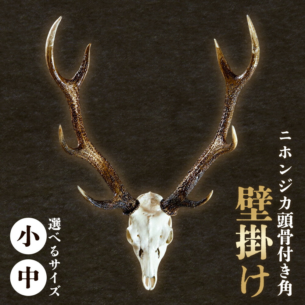 楽天市場】【ふるさと納税】角付き鹿スカル / スカルトロフィー 鹿
