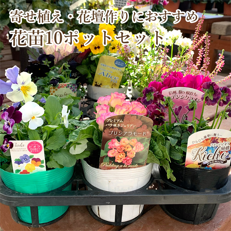 楽天市場】【10%OFF】 寄せ植えや花壇作りにおすすめ 花苗20ポット