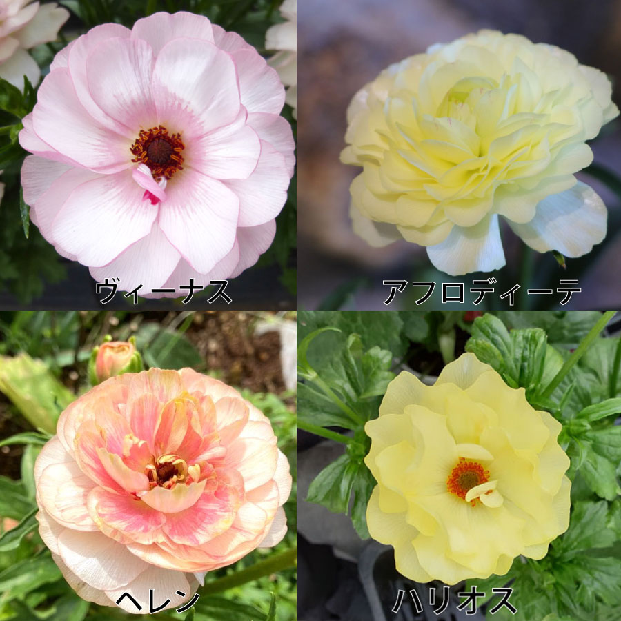 ラナンキュラス ラックス 5号鉢 アウラ エリス ティーバ ジュピター