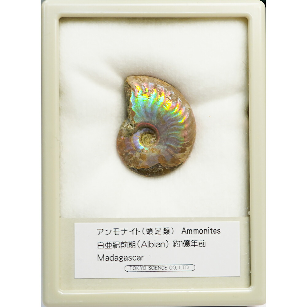 楽天市場】アンモナイト磨き 体験キットシリーズ (アンモナイト磨き