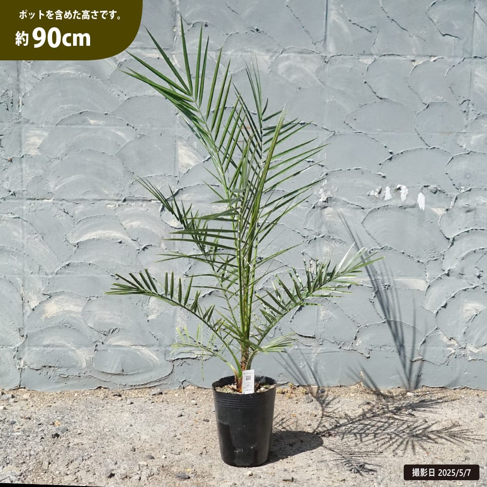楽天市場】ヤシの木 カナリーヤシ フェニックス 5号ポット苗 : 苗木部