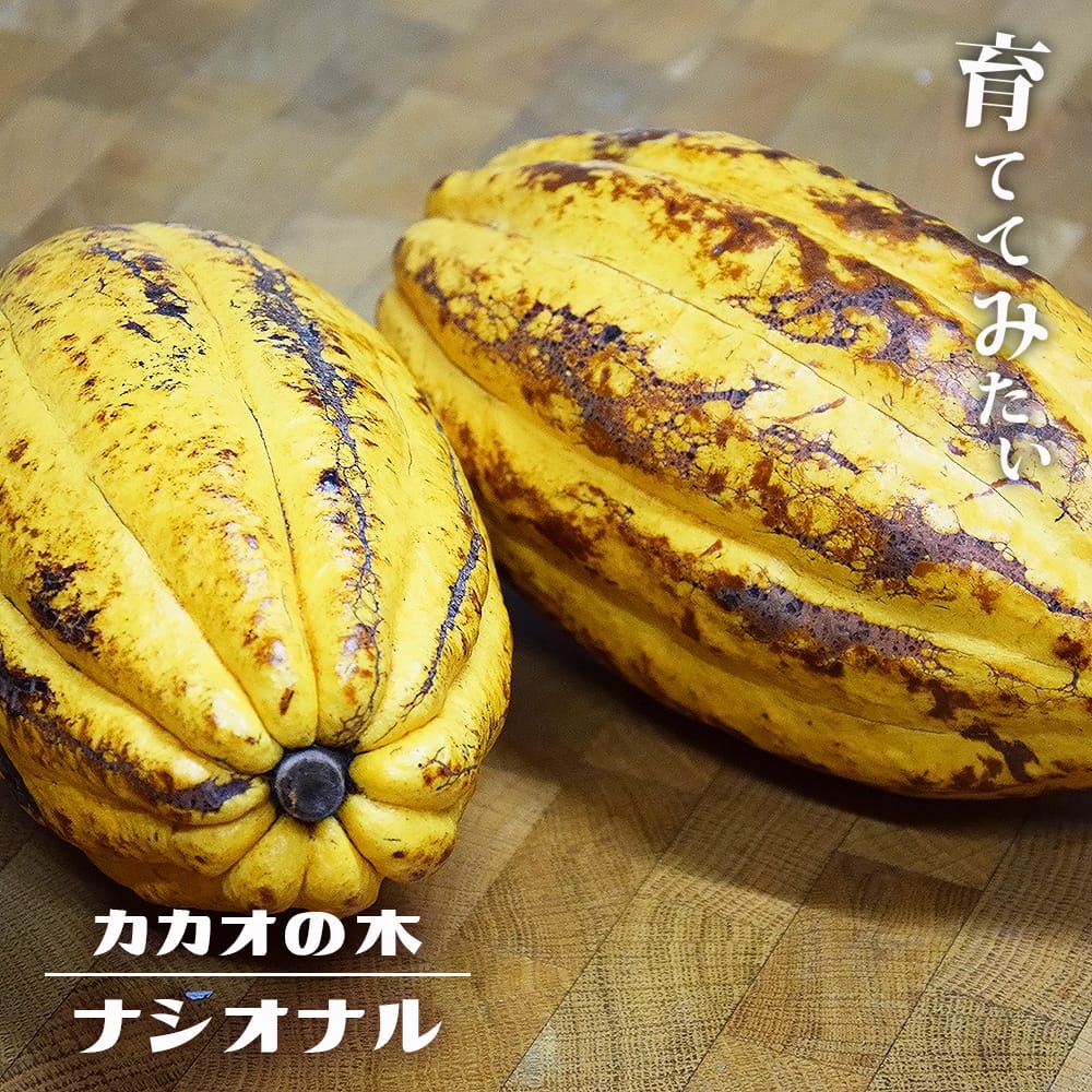楽天市場】カカオ 【ナシオナル】 1年生実生苗 3号ポット : 苗木部
