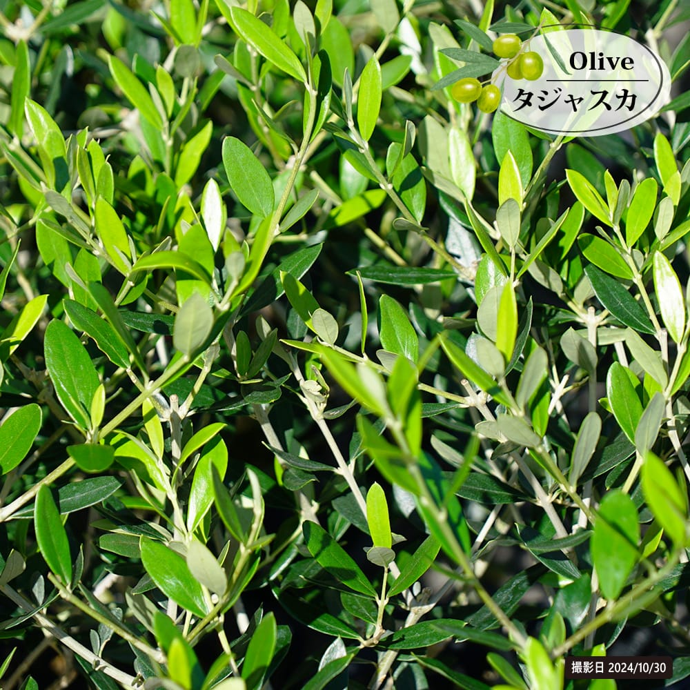 楽天市場】【ホワイト】 オリーブの木 2年生 5号ポット苗 挿し木