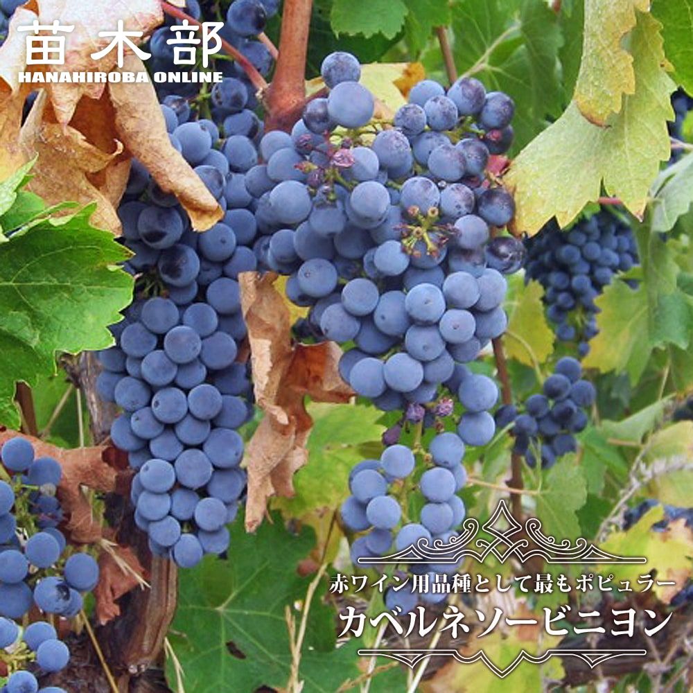 楽天市場】楽天スーパーセール対象商品 【カベルネソービニヨン