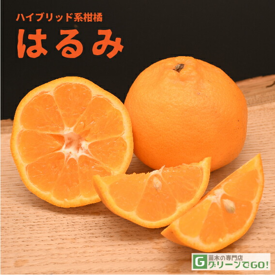 楽天市場】みかん 苗木 【津之輝 （つのかがやき） ［登録品種］】 3