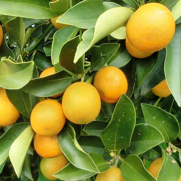 楽天市場】◇送料無料◇ □優良2年生大苗□ きんかん 苗 【ぷちまる