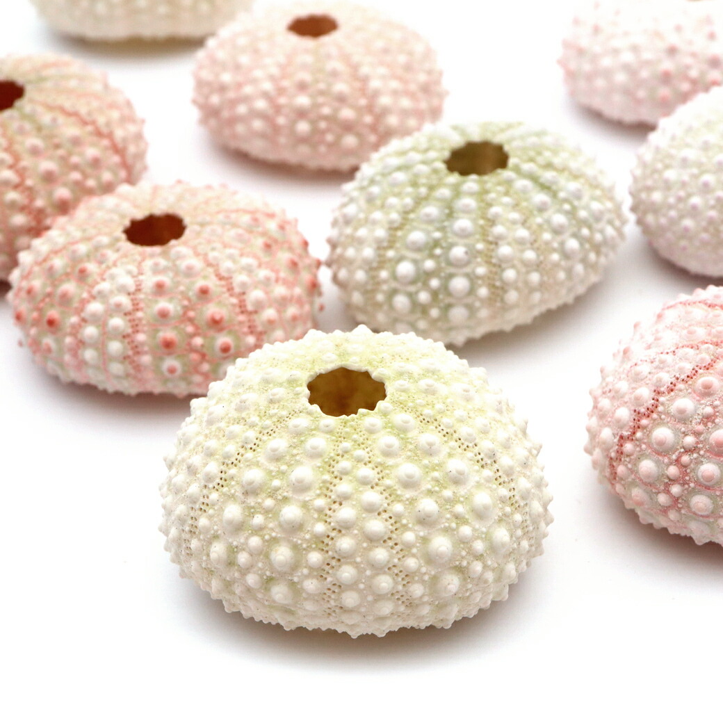 楽天市場】天然素材 ウニ（シーウーチン）（約4〜8cm）カラー4P