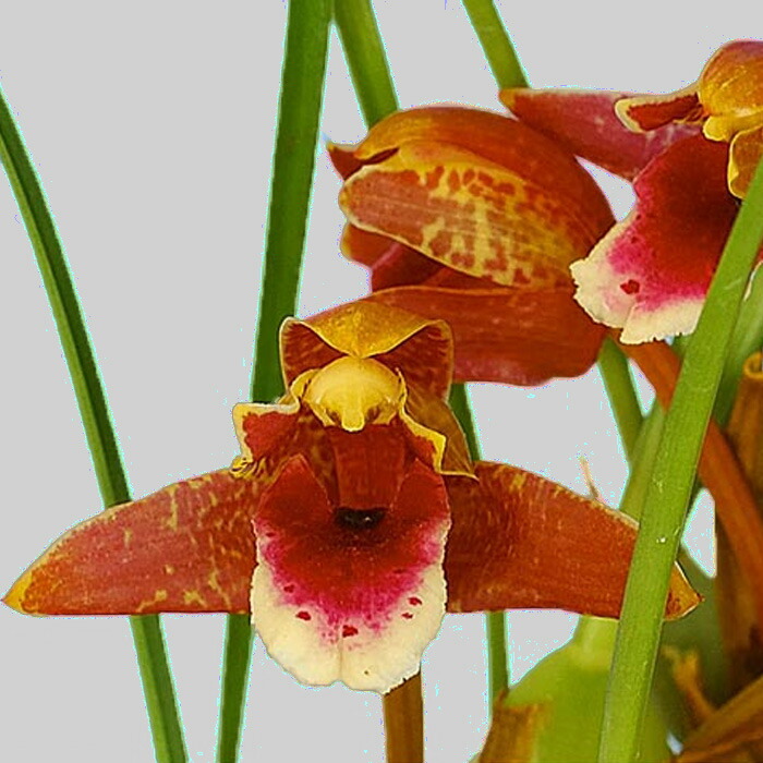 楽天市場】【まもなく予約締切】 【予約販売】洋ラン【開花見込株