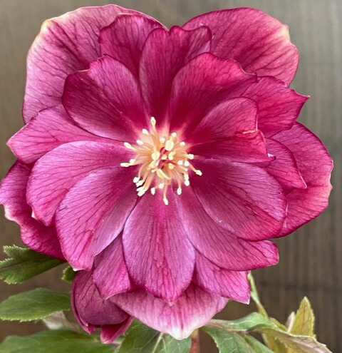 楽天市場】クリスマスローズ 広瀬園芸 グラデーションピンク 多弁系