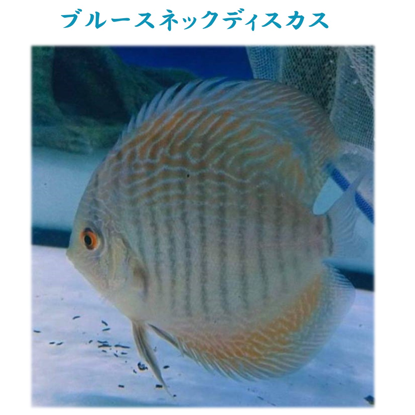 楽天市場】【送付無料・お買い得】ブルースネック・ディスカス 約12cm