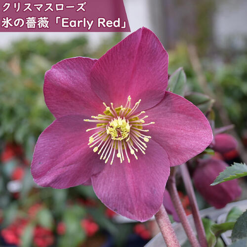 楽天市場】クリスマスローズ 氷の薔薇 アーリーレッド 苗 プラ鉢入り