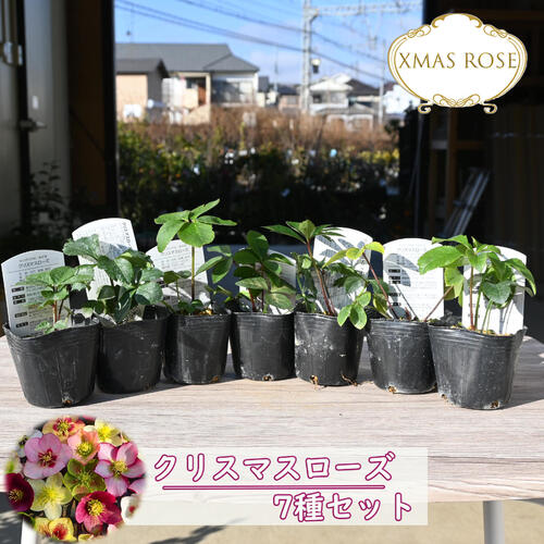 楽天市場】2023年新入荷苗 クリスマスローズ ダブル咲き レッド系
