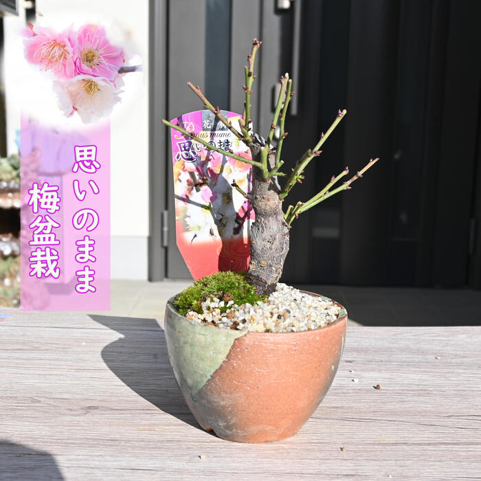 楽天市場】2026年花芽あり 思いのまま ポット苗 鉢植盆栽向け 高さ15