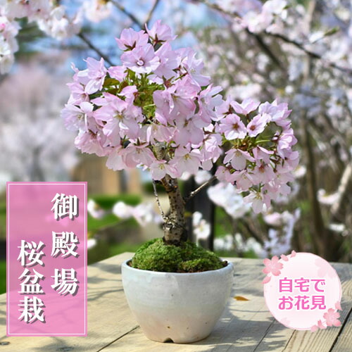 楽天市場】早咲き桜 信濃桜2026年3月頃開花 信濃寒桜 盆栽 桜盆栽