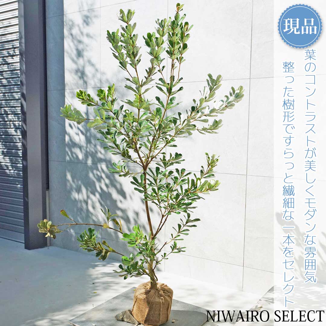 楽天市場】花木 庭木の苗/バンクシア：セイラ7号ポット : 園芸ネット