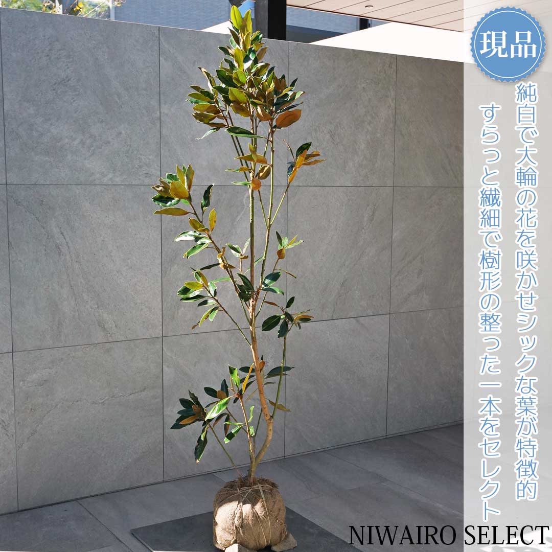 楽天市場】【現品】【リトルジェム】タイサンボク 泰山木 矮性 自然風