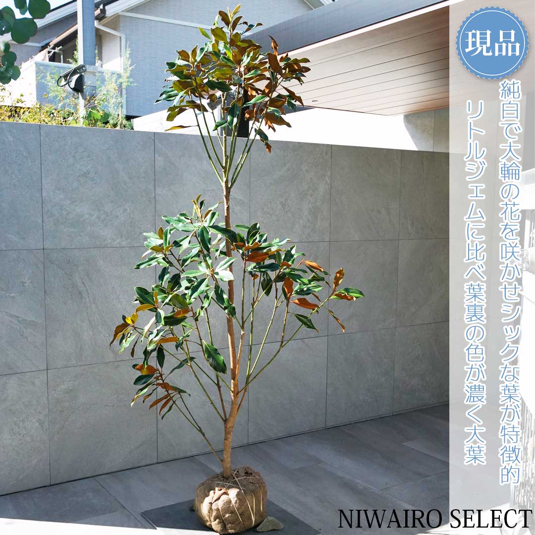 楽天市場】【現品】【ケイパレス】タイサンボク 矮性 自然風樹形 樹高H