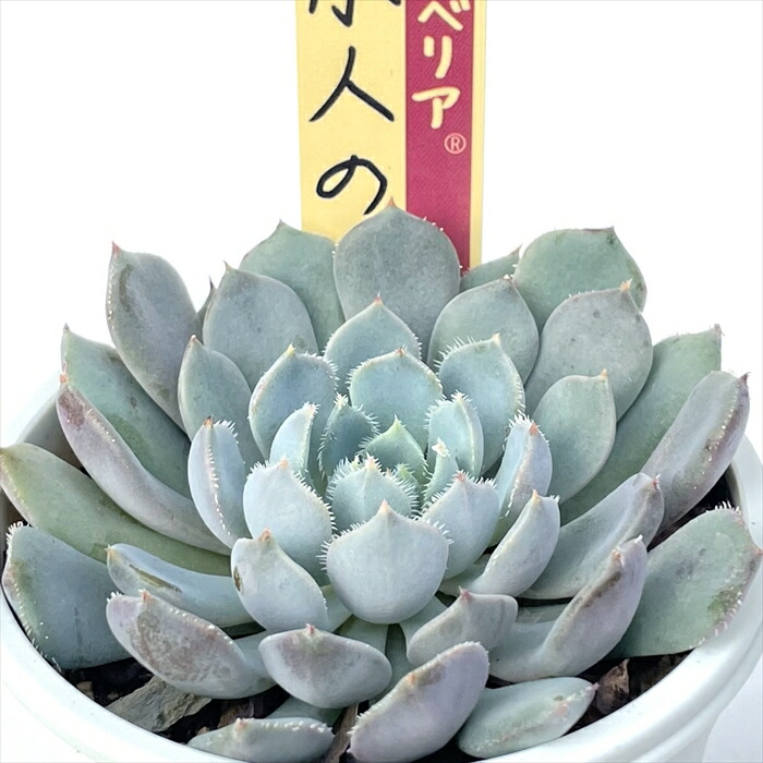 楽天市場】多肉植物 oriミックスベリア No.023 夢々 多肉植物 お