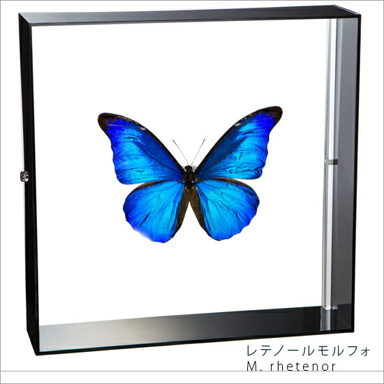 楽天市場】昆虫標本 蝶の標本 キプリスモルフォ アクリルフレーム 20cm