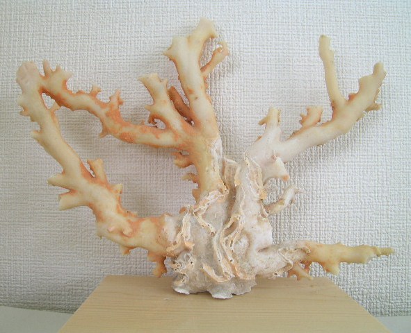 楽天市場】【ｾｰﾙ】桃珊瑚 置物 鳳凰/鳥/花の彫刻 彫刻珊瑚 彫刻サンゴ