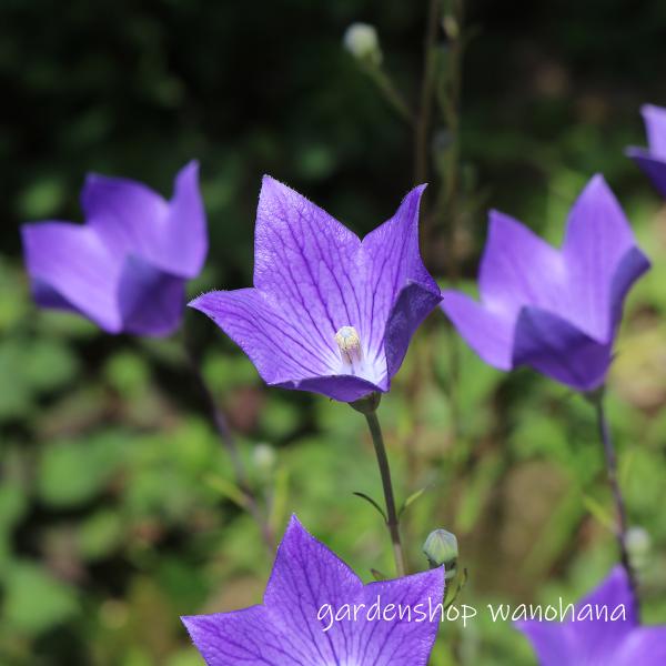 楽天市場】2024年NEW 二重咲キキョウ 苗 山野草 桔梗 八重咲き 希少