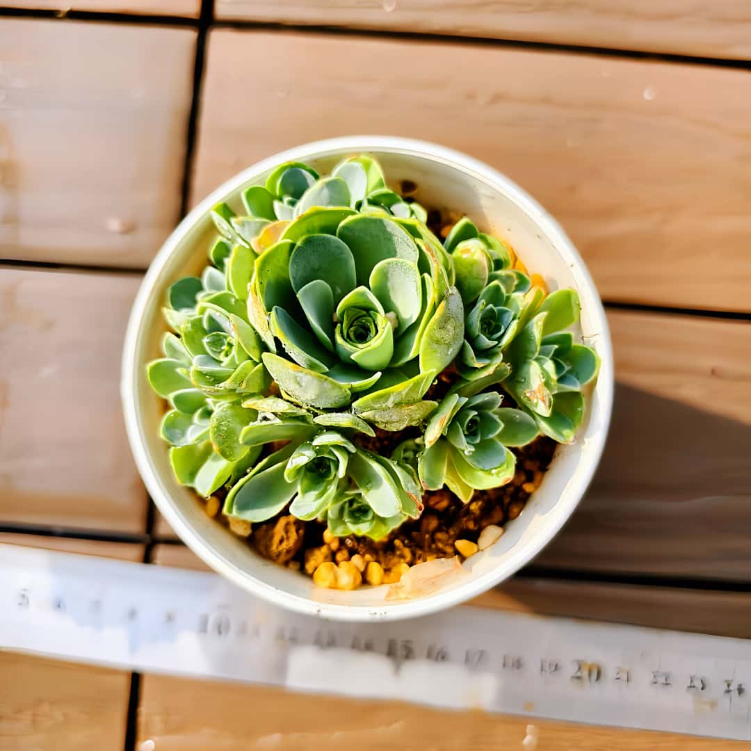 楽天市場】農園直売 多肉植物 寄せ植え エケベリア属 ローズアメジスト