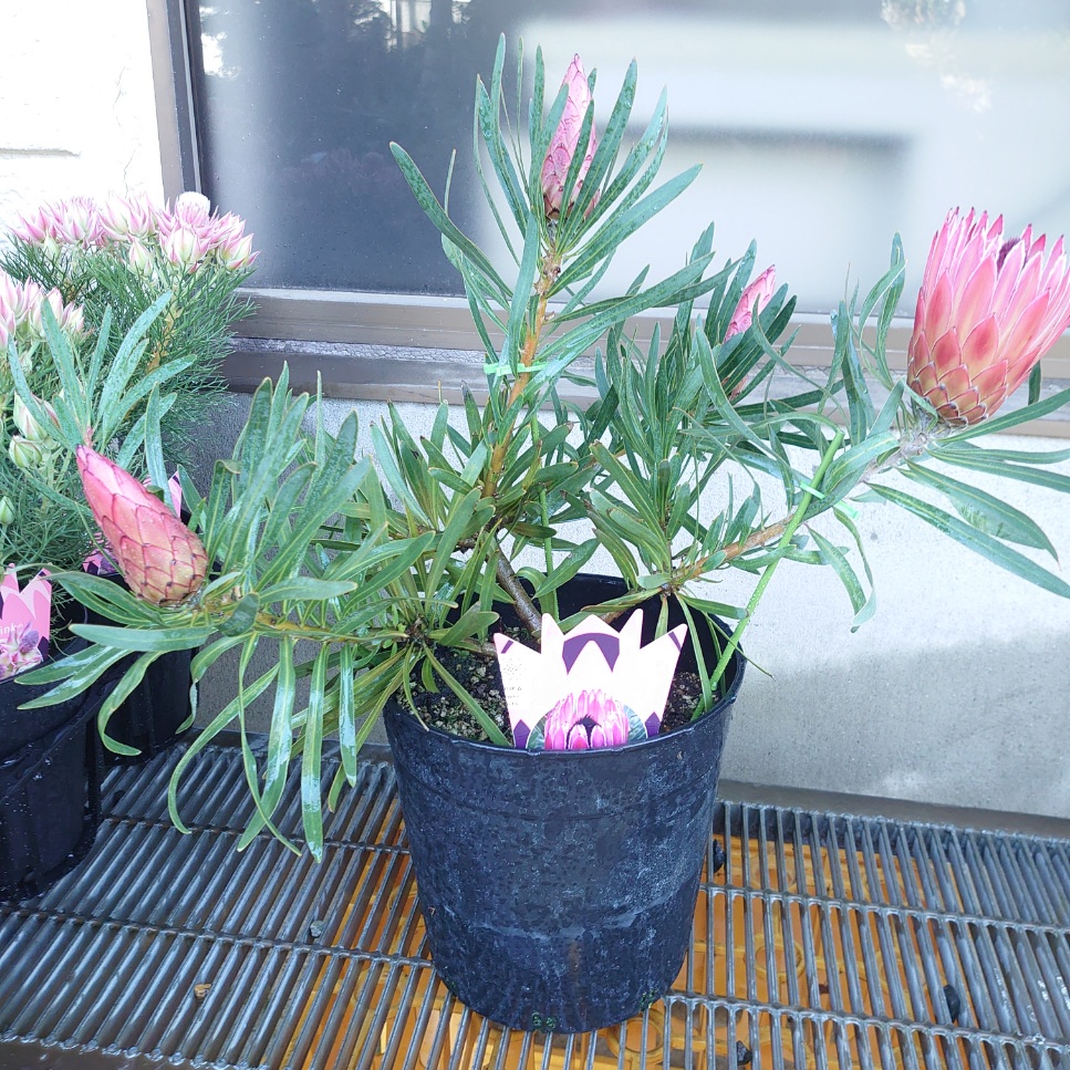 楽天市場】【フィリカ プベッセンス ーワフトフェザー】 ガーデニング