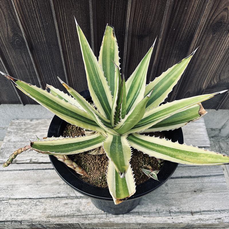 楽天市場】多肉植物：アガベ ミルキーホワイト*幅30cm 現品！一品