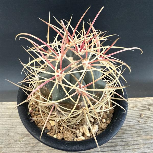 楽天市場】サボテン：フェロカクタス 柿崎氏刈穂玉×神仙玉*幅9cm