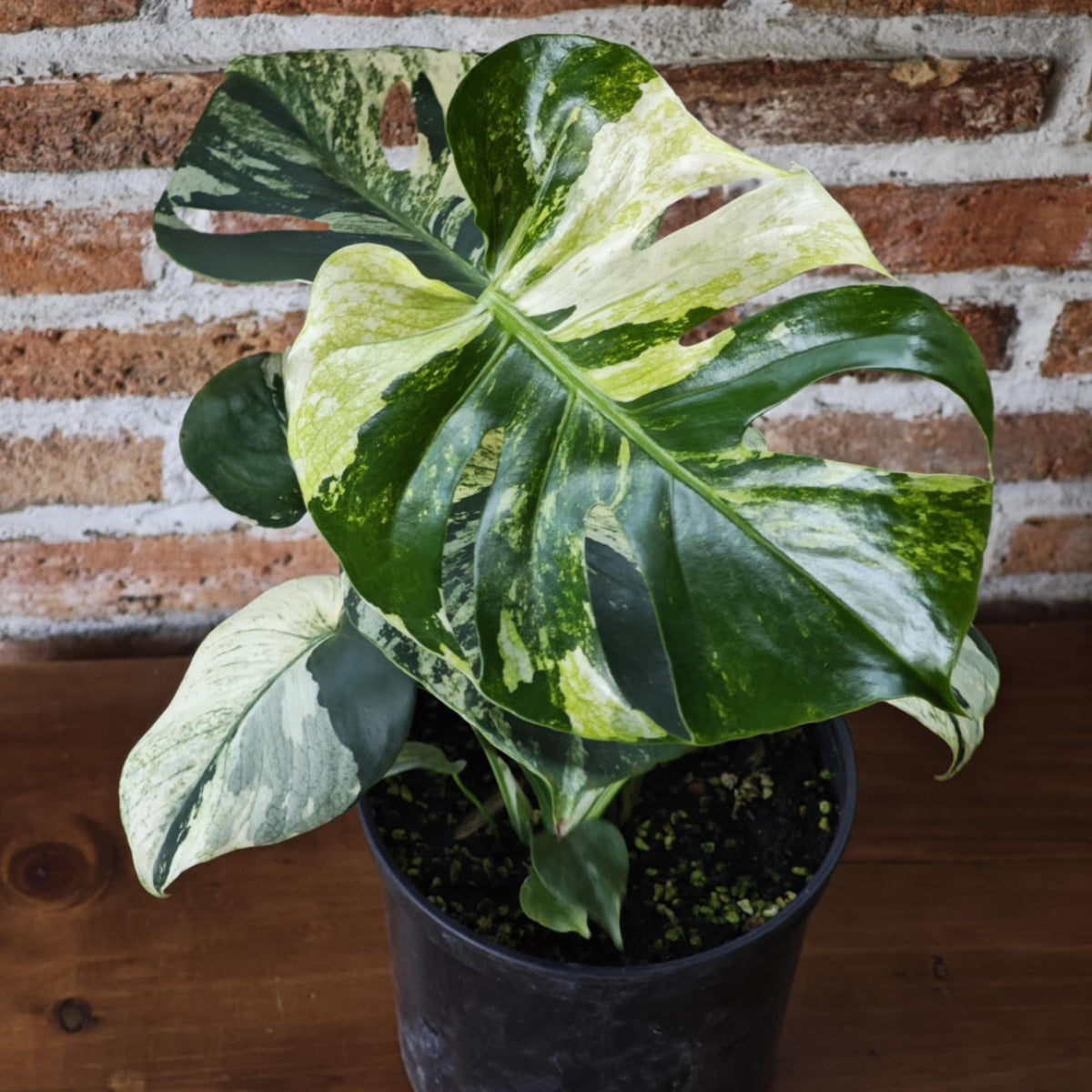 予約販売】【コレクション】モンステラ デリシオーサ 'ミント トリ