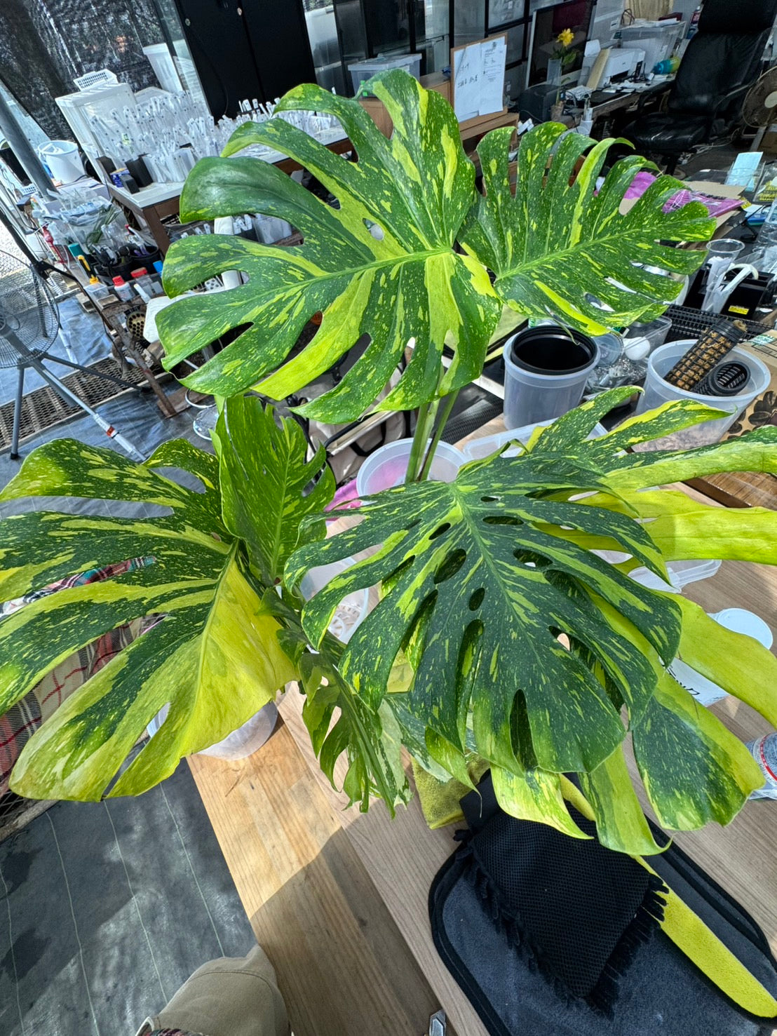 希少】モンステラ デリシオーサ 'エレクトロライト' – RARE PLANTS