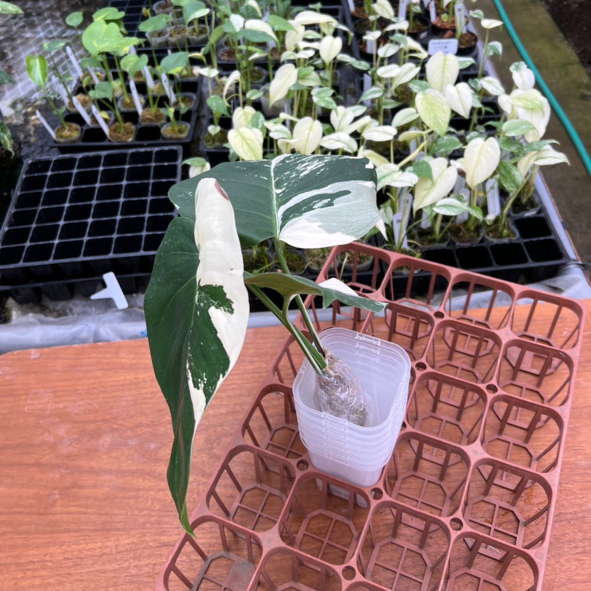 厳選/コレクション】モンステラ 'ボルシギアナミント' – RARE PLANTS