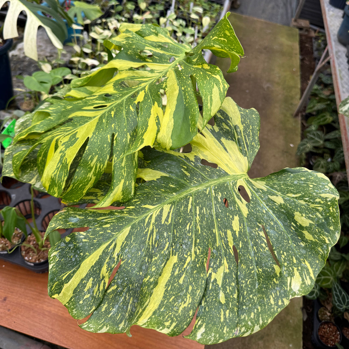 コレクション】【予約販売】モンステラ デリシオーサ 'エレクトロ