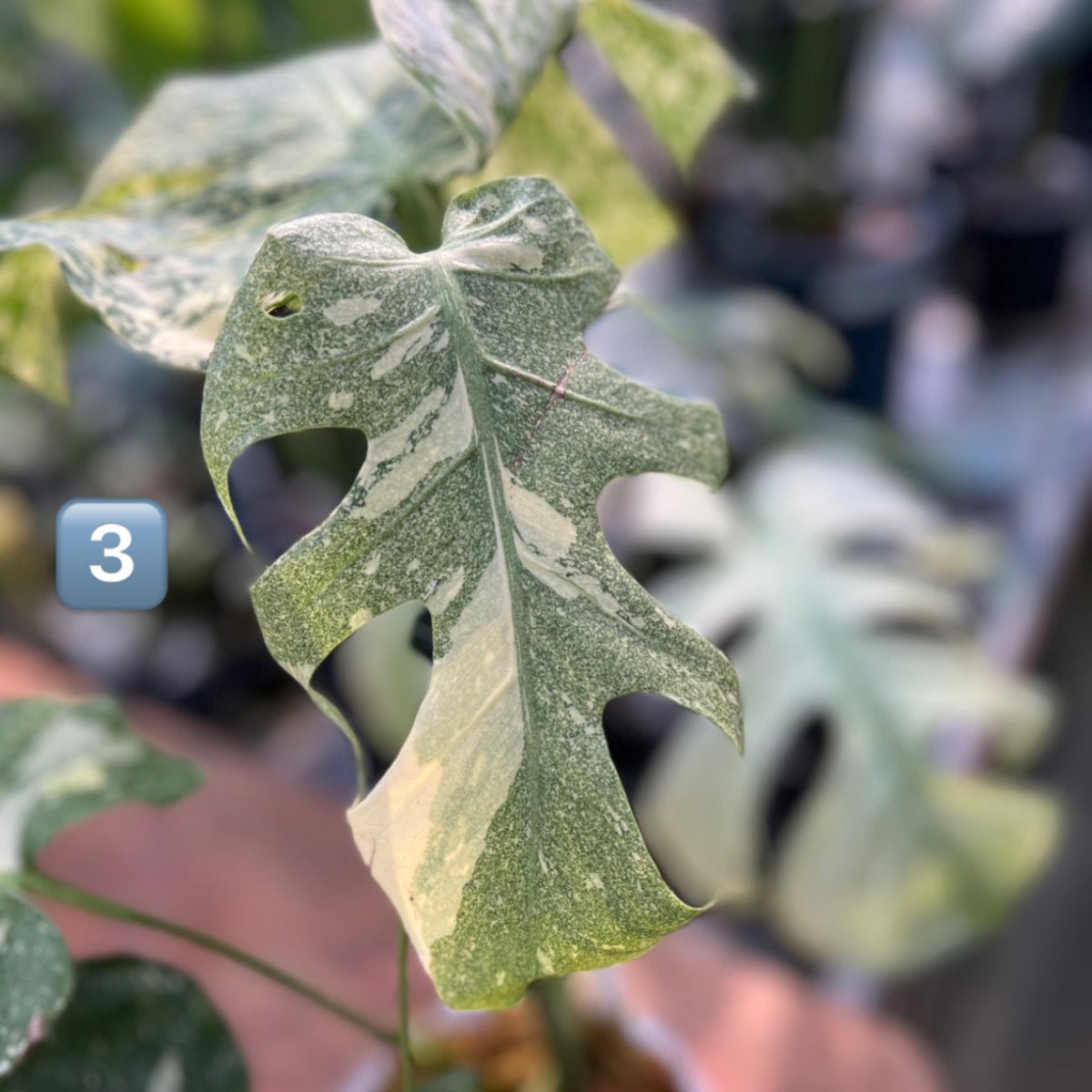 モ*～様 12モンステラ タイコンステレーション スターライト 希少